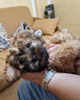 ULTIMI CUCCIOLI DI MALTIPOO