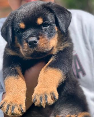 Femmina rottweiler
