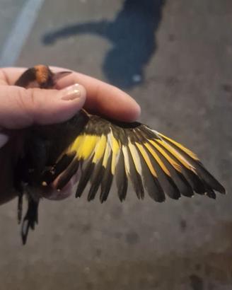 Coppia di cardellino