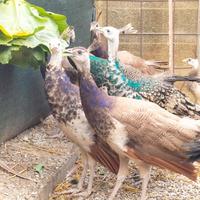 Pavoni viola 2023/2024