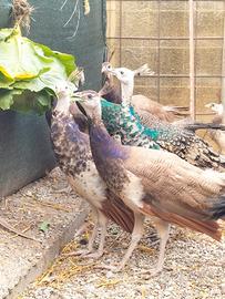 Pavoni viola 2023/2024