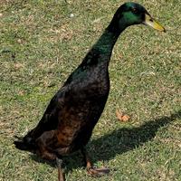 Anatra Corritrice Indiana