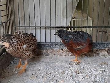 Quaglie di cina COPPIE