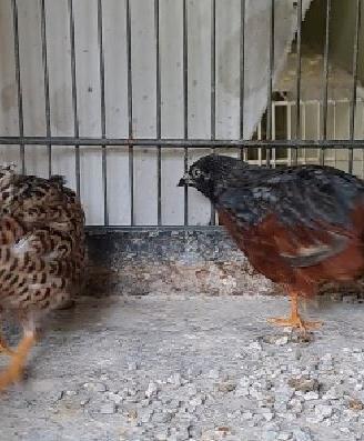 Quaglie di cina COPPIE
