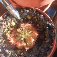Drosera spatulata spathulata