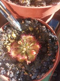 Drosera spatulata spathulata