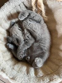 Scottish fold