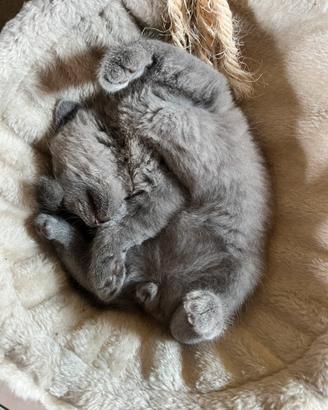 Scottish fold