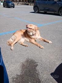 Cane incrocio volpino e segucio