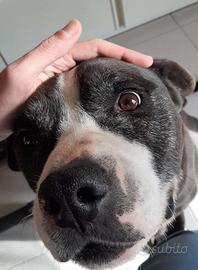 Cucciolo maschio di Amstaff o Pit