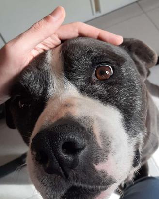 Cucciolo maschio di Amstaff o Pit