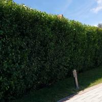 Piante da siepe a crescita veloce