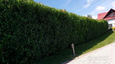 Piante da siepe a crescita veloce