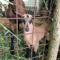 Pecore del Camerun e capra brunalpina