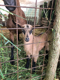 Pecore del Camerun e capra brunalpina