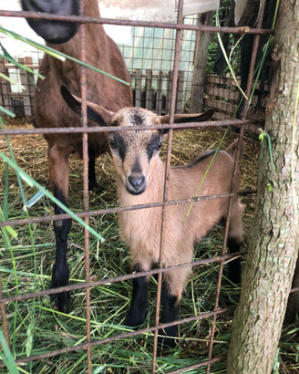 Pecore del Camerun e capra brunalpina