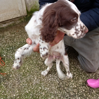 Cuccioli di Setter Inglese