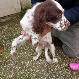 Cuccioli di Setter Inglese
