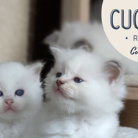 Cuccioli Ragdoll con Pedigree