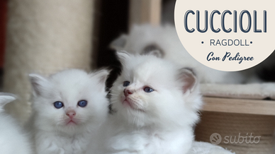 Cuccioli Ragdoll con Pedigree