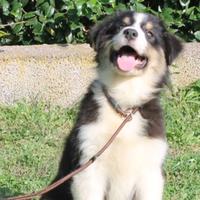 Femmina nero tricolore