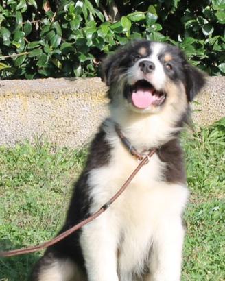 Femmina nero tricolore