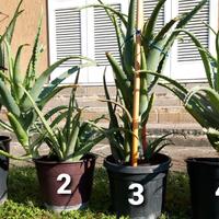 Aloe vera piante di 6/7 anni con molti germogli 