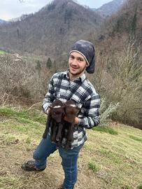 Pecore nane duessont