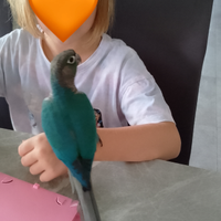 Pappagallo conuro guance verdi