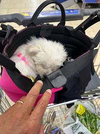 Maltipoo cucciola