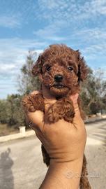 Cuccioli di barboncino Toy Red