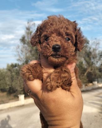 Cuccioli di barboncino Toy Red
