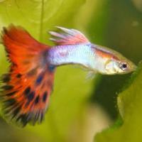 Guppy vari colori