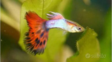 Guppy vari colori