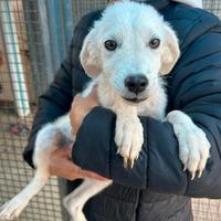 Lolita: cucciola 5 mesi taglia contenuta