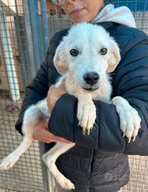 Lolita: cucciola 5 mesi taglia contenuta