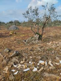 Terreno agricolo con circa 30 alberi di ulivo