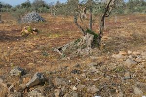Terreno agricolo con circa 30 alberi di ulivo