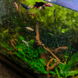 Pesci, piante e invertebrati