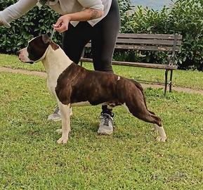 American Staffordshire terrier