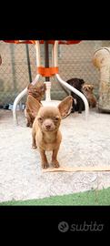 Femmina chihuahua