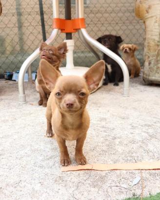 Femmina chihuahua