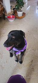 Dono mix Labrador di due anni