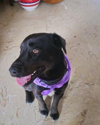 Dono mix Labrador di due anni