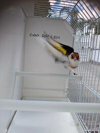 Cardellino