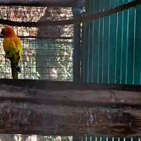 Maschio conuro del sole