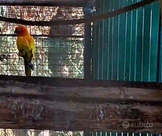 Maschio conuro del sole