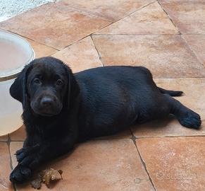 Cucciolo labrador cioccolato