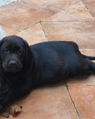 Cucciolo labrador cioccolato