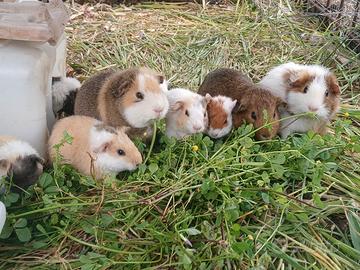 Cuccioli cavia porcellino d'india